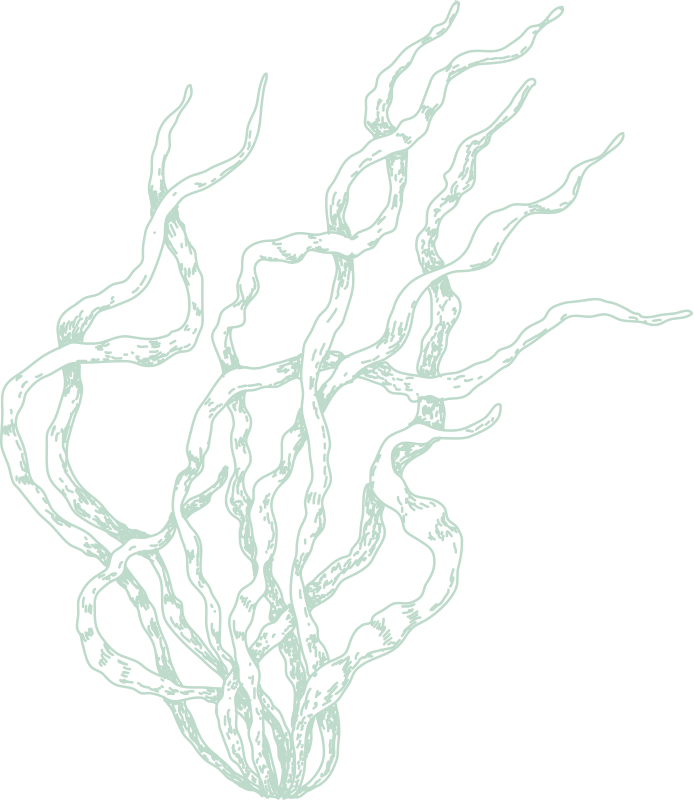 Seaweed